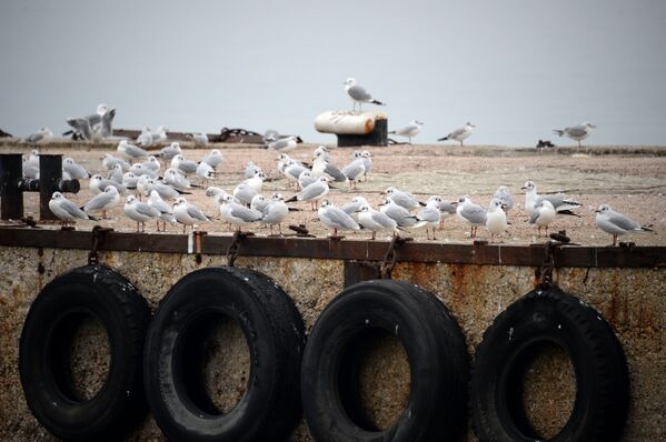 Птицы в одной из бухт Севастополя