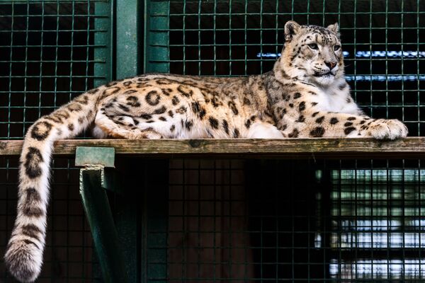 Ирбис (снежный барс) в центре воспроизводства редких видов животных Московского зоопарка