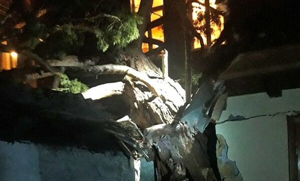 В Ялте из-за ветра дерево рухнуло на жилой дом