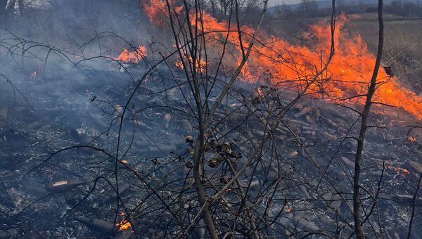 Ликвидация лесного пожара. Архивное фото