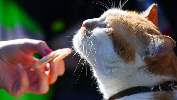 Как журналисты кормили кота Мостика креветками