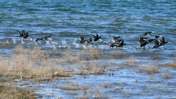 Утки на водоеме в Крыму