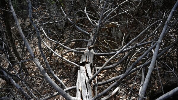 Сухое поваленное дерево в лесу. Архивное фото