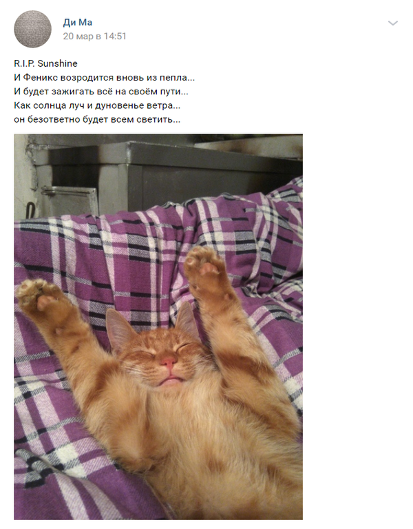 Фото рыжего кота, погибшего под колесами авто в центре Симферополя Фото рыжего кота, погибшего под колесами авто в центре Симферополя