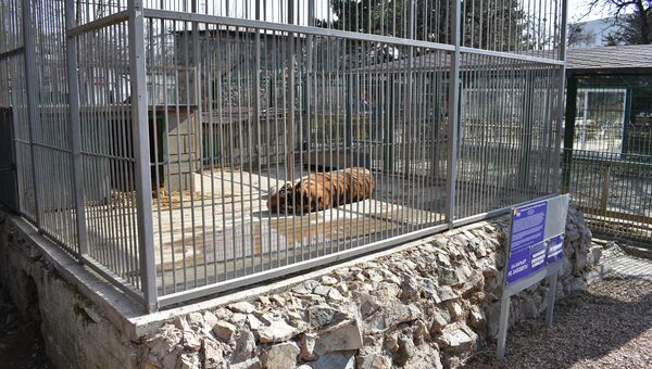 Тигр в Симферопольском зооуголке