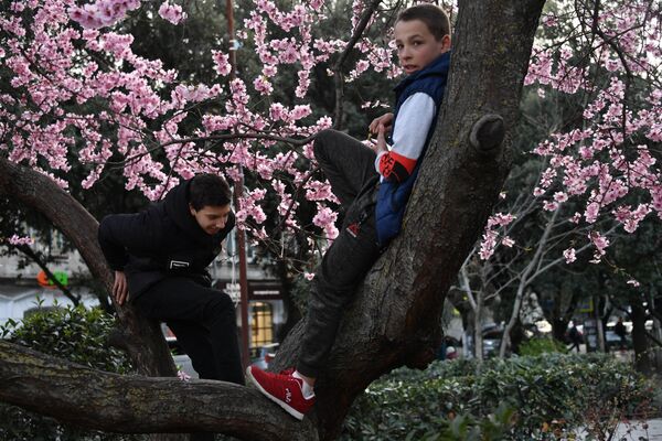 Мальчики у цветущего дерева в Ялте
