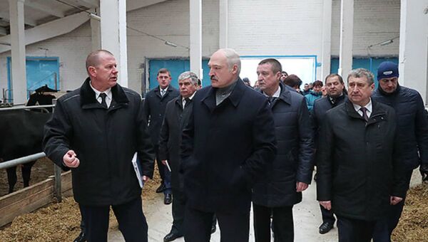Александр Лукашенко посещает молочно-товарный комплекс Слижи в Шкловском районе