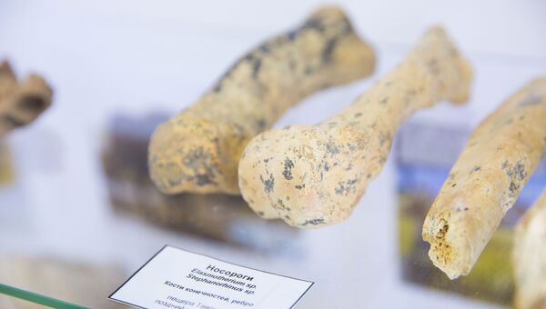 В КФУ открылась выставка останков животных, найденных в пещере под Тавридой