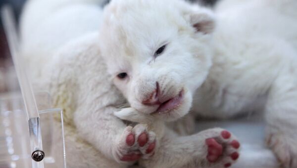 Новорожденные белые львята в крымском сафари-парке Тайган. Архивное фото