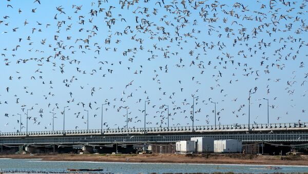 Для пернатых, обитающих в районе Крымского моста, установлены искусственные гнездовья