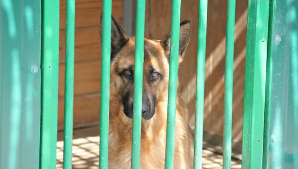 Служебная собака крымских пограничников в пункте пропуска Джанкой