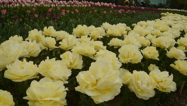 Тюльпаны в Никитском ботаническом саду