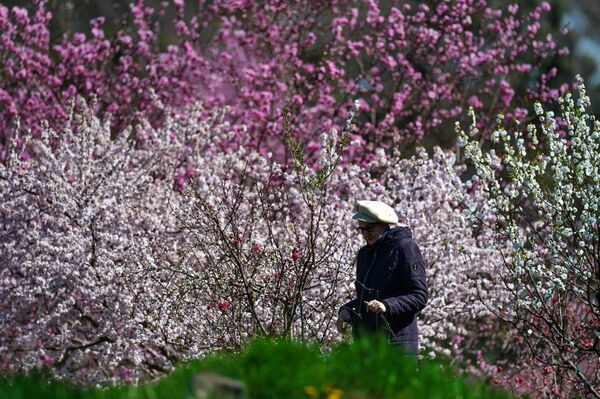 Посетительница возле цветущих деревьев в Никитском ботаническом саду в Крыму