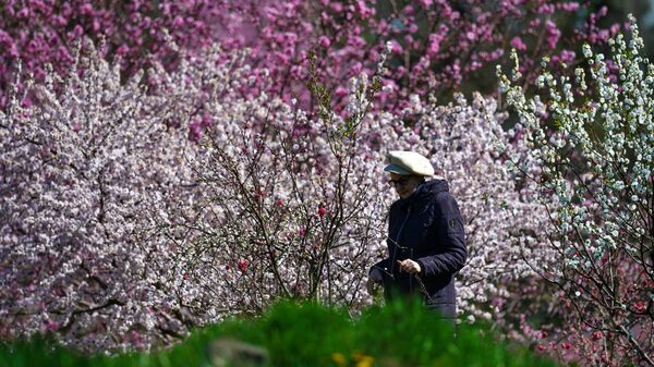 Посетительница возле цветущих деревьев в Никитском ботаническом саду в Крыму
