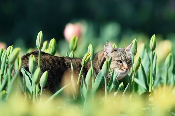 Кот в клумбе с тюльпанами в Никитском ботаническом саду в Крыму