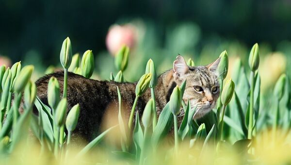 Кот в клумбе с тюльпанами в Никитском ботаническом саду в Крыму