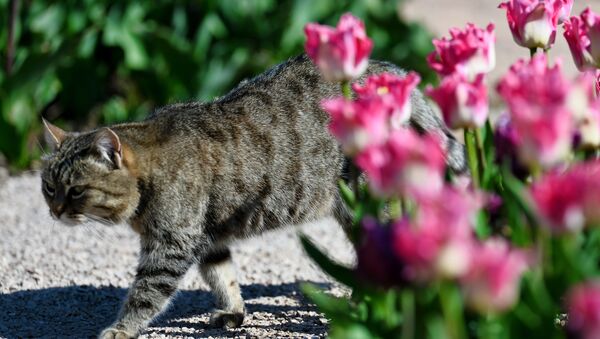 Кот возле клумбы в ботанический саду в Крыму