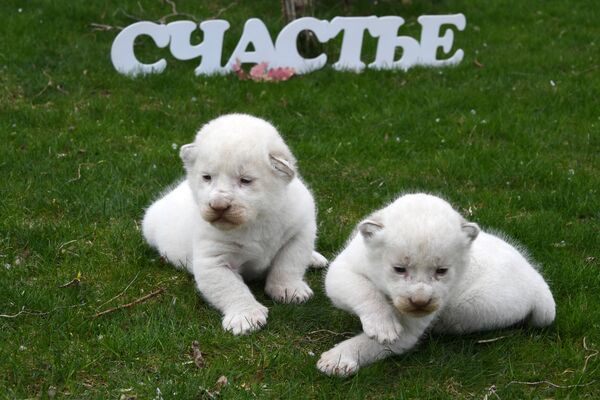 Белые львята, родившиеся в Крыму Белые львята, родившиеся в Крыму