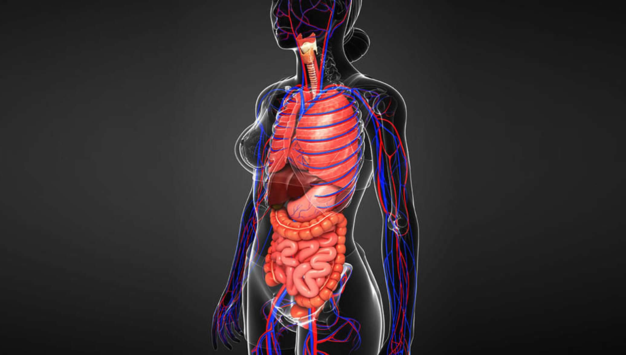 Любой новый организм. Анатомия человека. Внутренние органы человека. Строение органов человека.