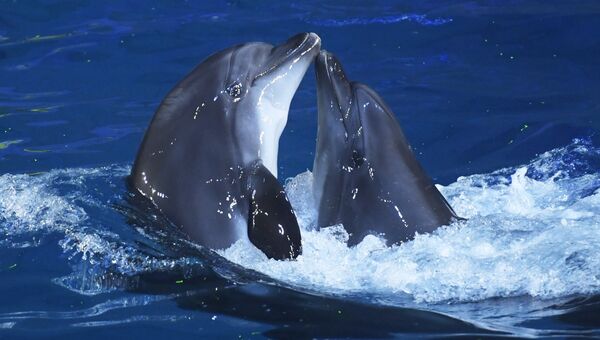Дельфины во время выступления