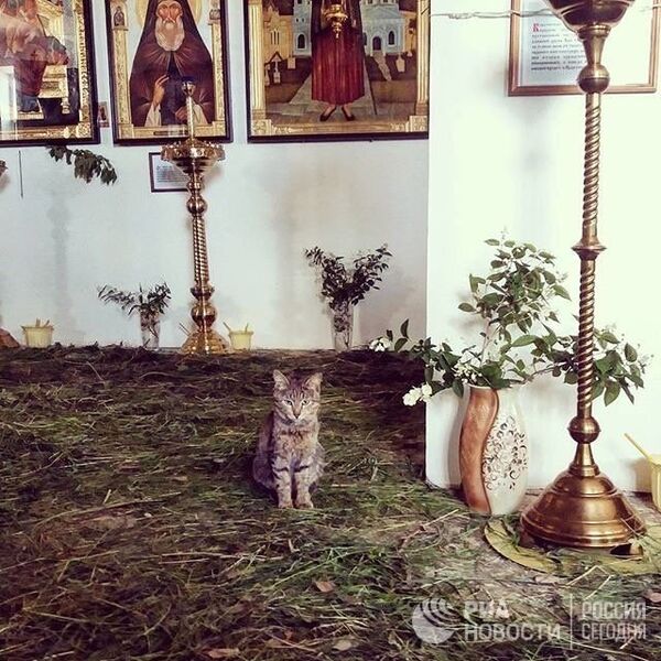 Кот в храме Казанской иконы Богородицы в Орске Кот в храме Казанской иконы Богородицы в Орске