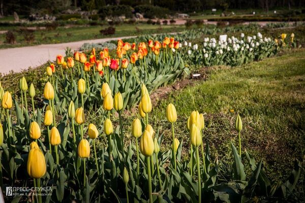 Цветение тюльпанов в Ботаническом саду имени Н.Багрова в Симферополе