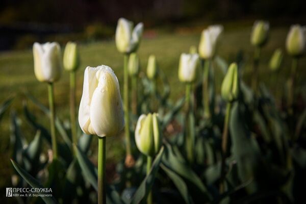 Цветение тюльпанов в Ботаническом саду имени Н.Багрова в Симферополе