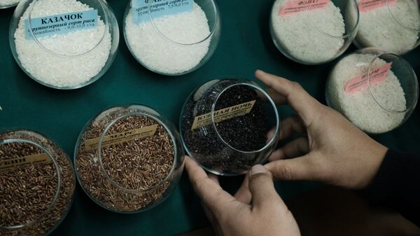 Образцы риса. Архивное фото