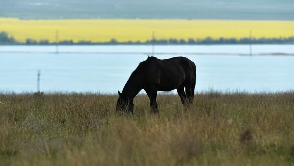 Лошадь пасется на лугу в Крыму