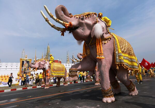Слоны во время торжеств в центре Бангкока в честь коронации нового короля Таиланда