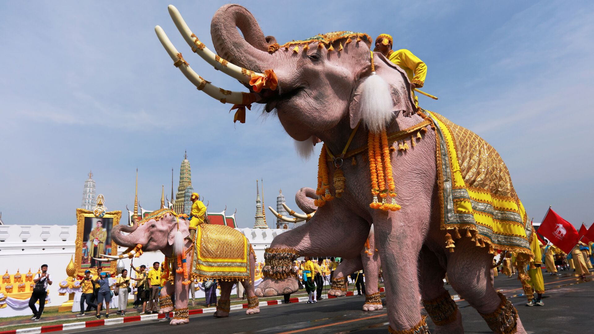 Слоны во время торжеств в центре Бангкока в честь коронации нового короля Таиланда - РИА Новости, 1920, 13.03.2024