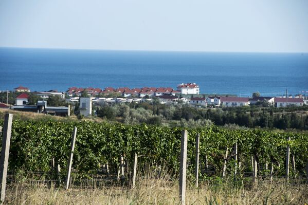 Виноградники в поселке Коктебель в Крыму