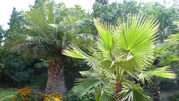 Пальмы в Никитском ботаническом саду