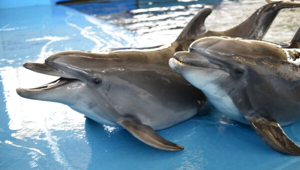 Дельфины Яна и Яша в дельфинарии Карадагской научной станции