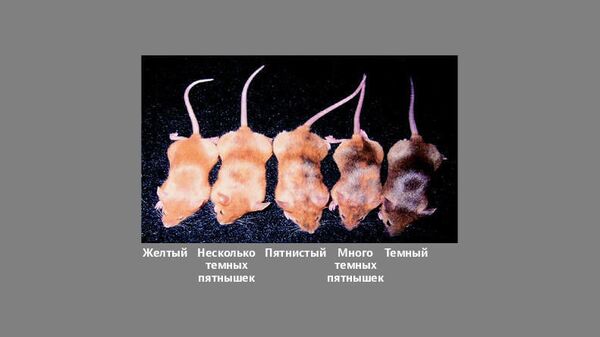 Мыши-агути, поменявшие цвет благодаря диете их матерей во время беременности Мыши-агути, поменявшие цвет благодаря диете их матерей во время беременности