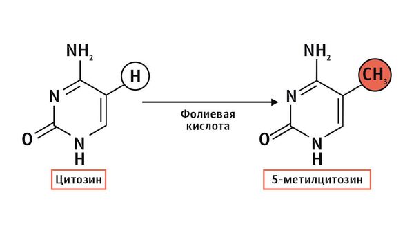 Метильные группы (CH3) присоединяются к цитозиновым основаниям, не разрушая и не изменяя ДНК, и таким образом влияют на активность некоторых генов. Есть и обратный процесс — деметилирование. В этом случае метильные группы удаляются и первоначальная активность генов восстанавливается. Основными донорами метильных групп считаются фолиевая кислота, холин и витамин В12. Метильные группы (CH3) присоединяются к цитозиновым основаниям, не разрушая и не изменяя ДНК, и таким образом влияют на активность некоторых генов. Есть и обратный процесс — деметилирование. В этом случае метильные группы удаляются и первоначальная активность генов восстанавливается. Основными донорами метильных групп считаются фолиевая кислота, холин и витамин В12.