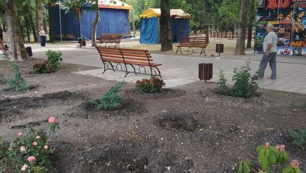 В Симферополе из парка имени Гагарина украли 42 дерева и кустарника