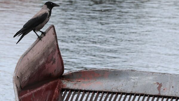 Ворона на старом судне на реке. Архивное фото