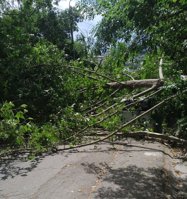 В Ялте дерево упало на машину В Ялте дерево упало на машину