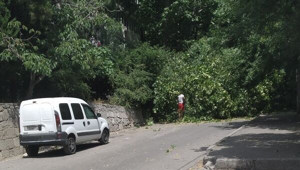 В Ялте дерево упало на машину