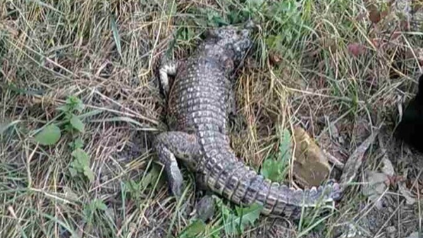 В Симферополе обнаружили крокодила