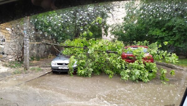 Дерево упало на припаркованные машины по улице Февральская в Симферополе. 23 июня 2019