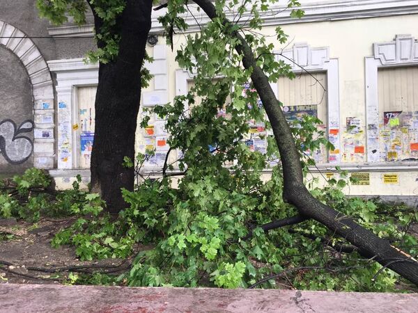 Дерево упало на пешеходную зону на Проспекте Победы в Симферополе. 23 июня 2019 Дерево упало на пешеходную зону на Проспекте Победы в Симферополе. 23 июня 2019