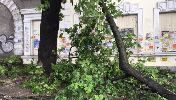 Дерево упало на пешеходную зону на Проспекте Победы в Симферополе. 23 июня 2019