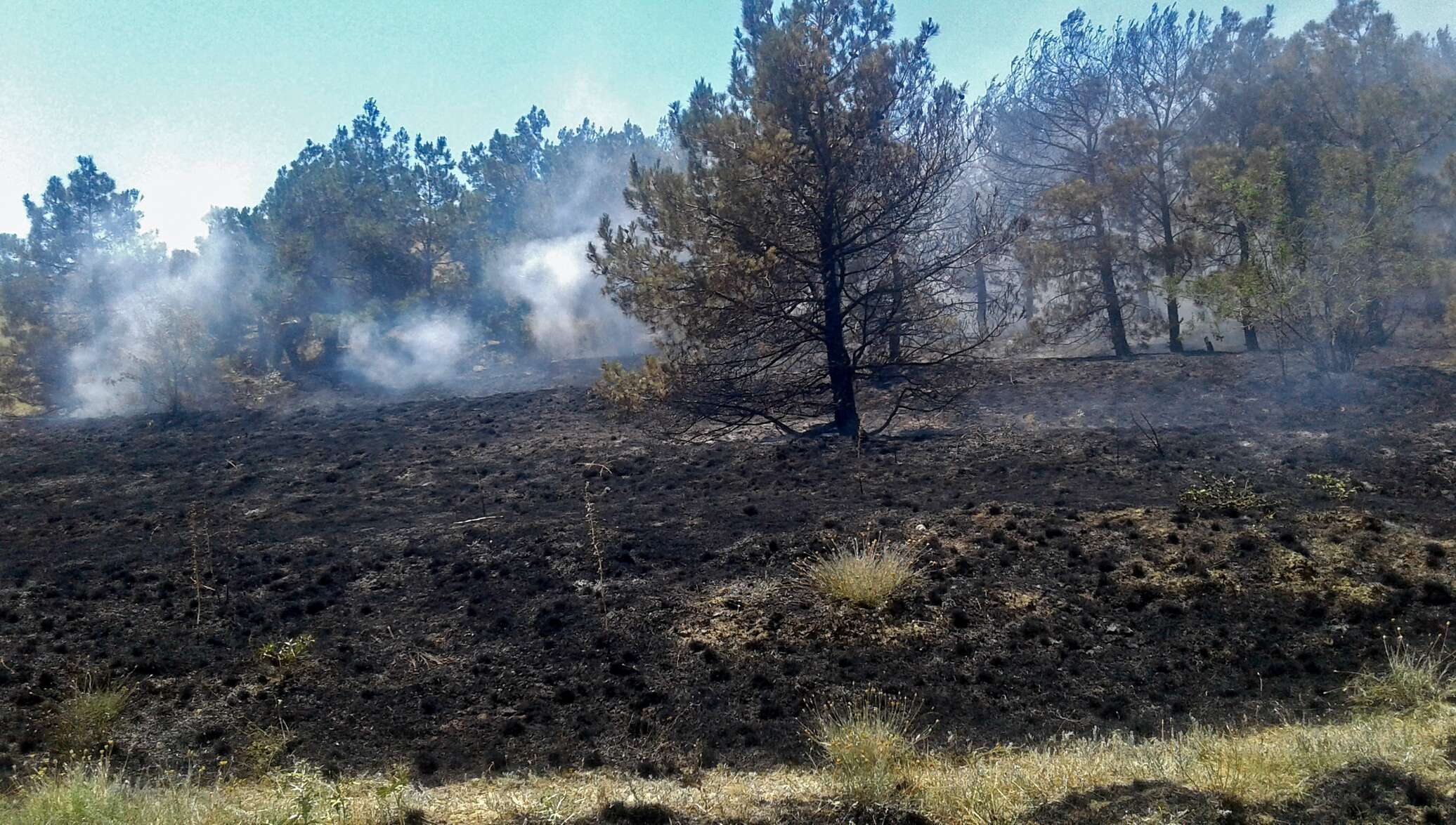 Почему после пожаров. Последствия пожара в лесу. Лес после пожара. Сосновый лес после пожара. Земля после пожара.