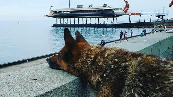 Собака на берегу Черного моря в Ялте