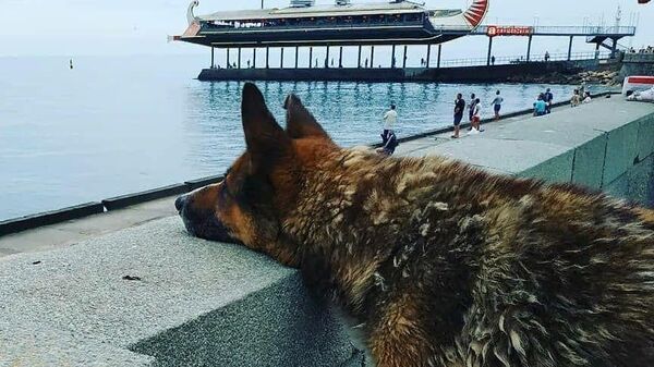 Собака на берегу Черного моря в Ялте
