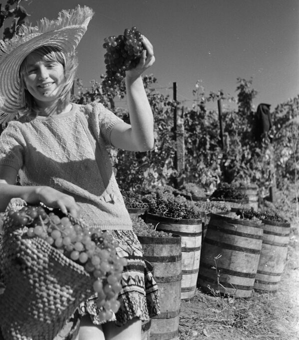 Сбор винограда в совхозе Гурзуф. Крым, 1969 год