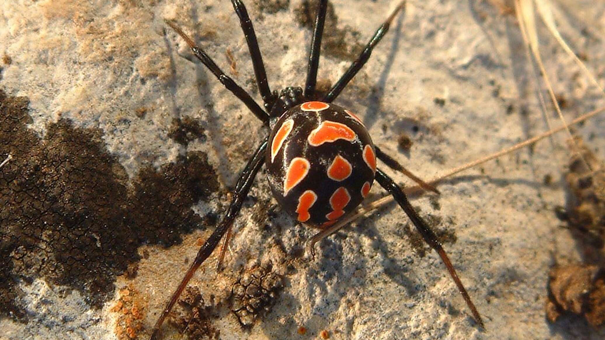 Чёрная вдова паук в Крыму