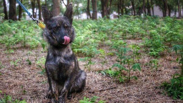 На Украину вернули пса-нарушителя госграницы с буксира Яны Капу